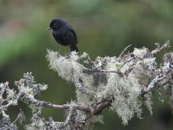 Image of Black Flower-piercer