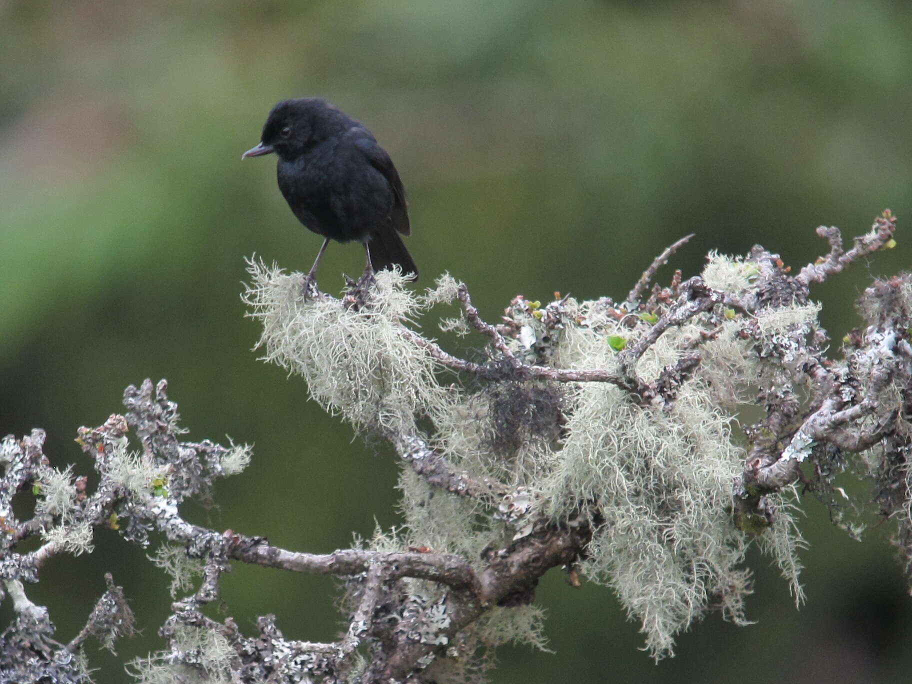 Image of Black Flower-piercer