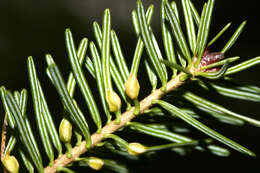 Image of Balsam Gall Midge