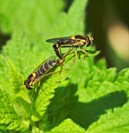 Image of Sphaerophoria scripta (Linnaeus 1758)