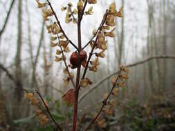Слика од Teucrium scorodonia L.