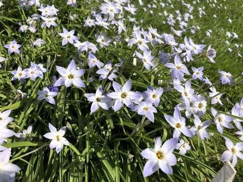 Image of Ipheion