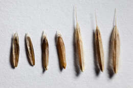 Imagem de Bromus ciliatus L.