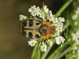 Image of Trichius gallicus Dejean 1821