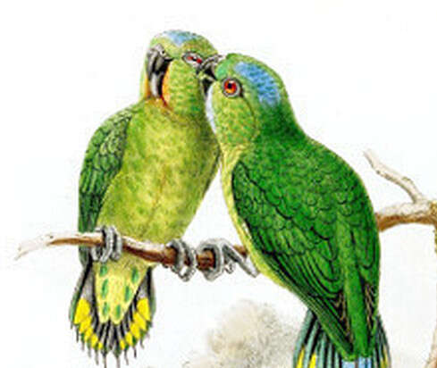 Image of Emerald Pygmy Parrot