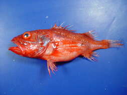 Image of deep-sea bristly scorpionfishes