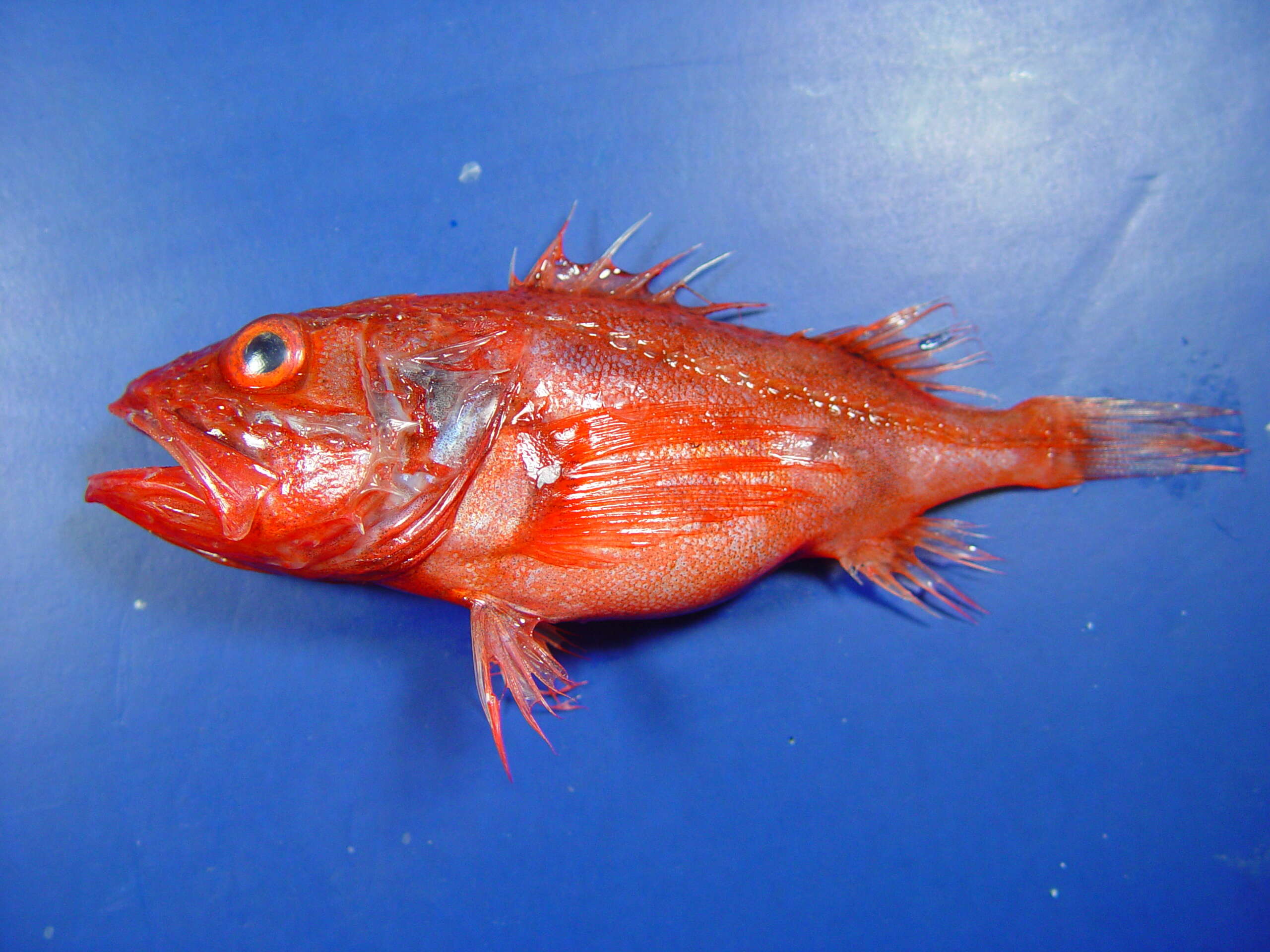 Image of deep-sea bristly scorpionfishes