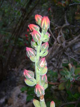 Image of Echeveria pulvinata Rose