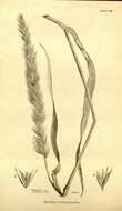 Image of giant wildrye