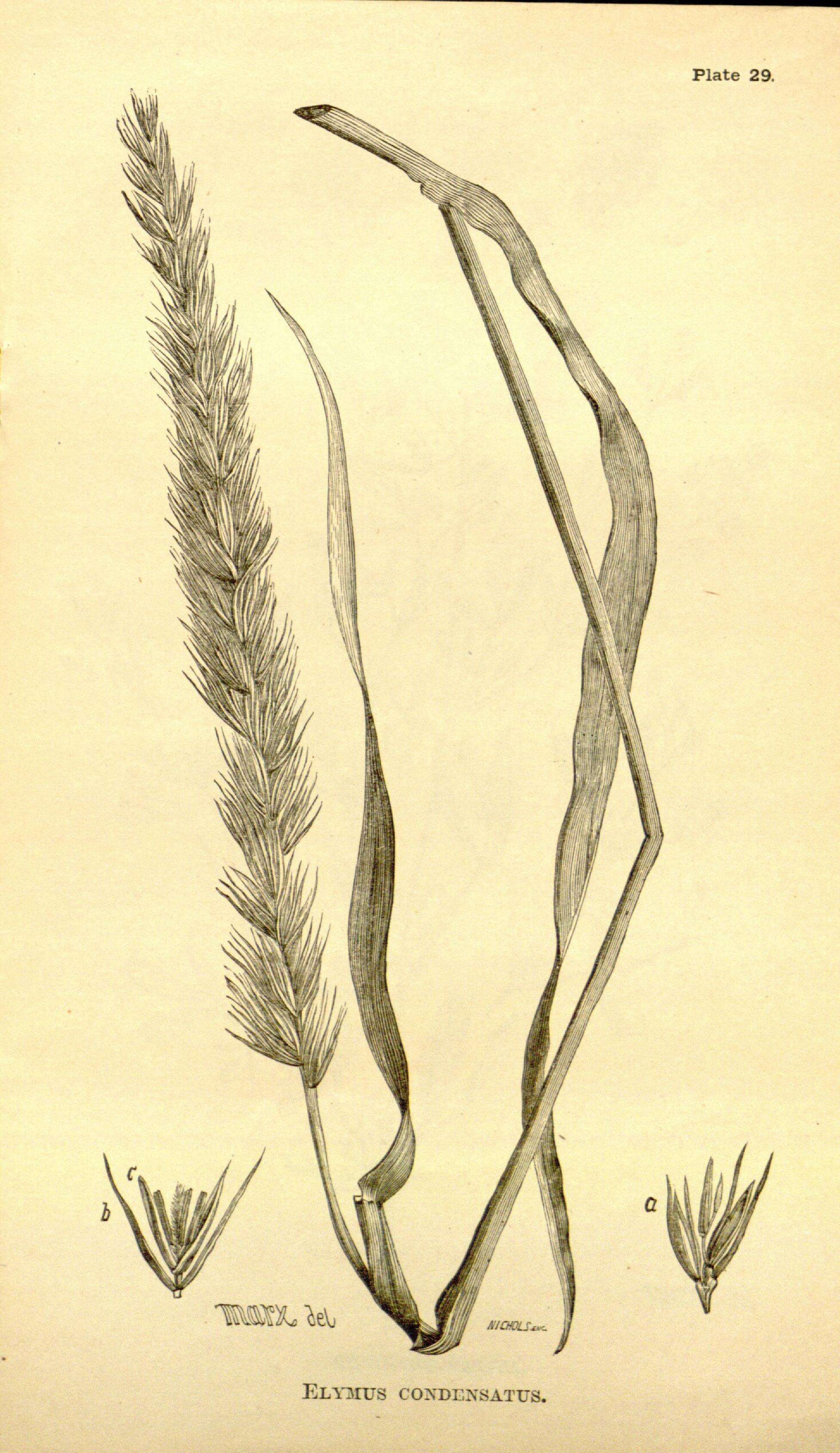 Image of giant wildrye