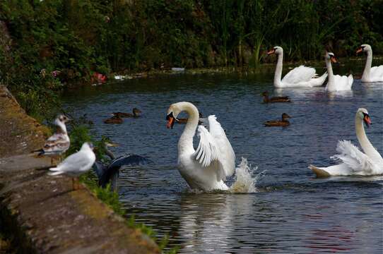 Image of Mute Swan