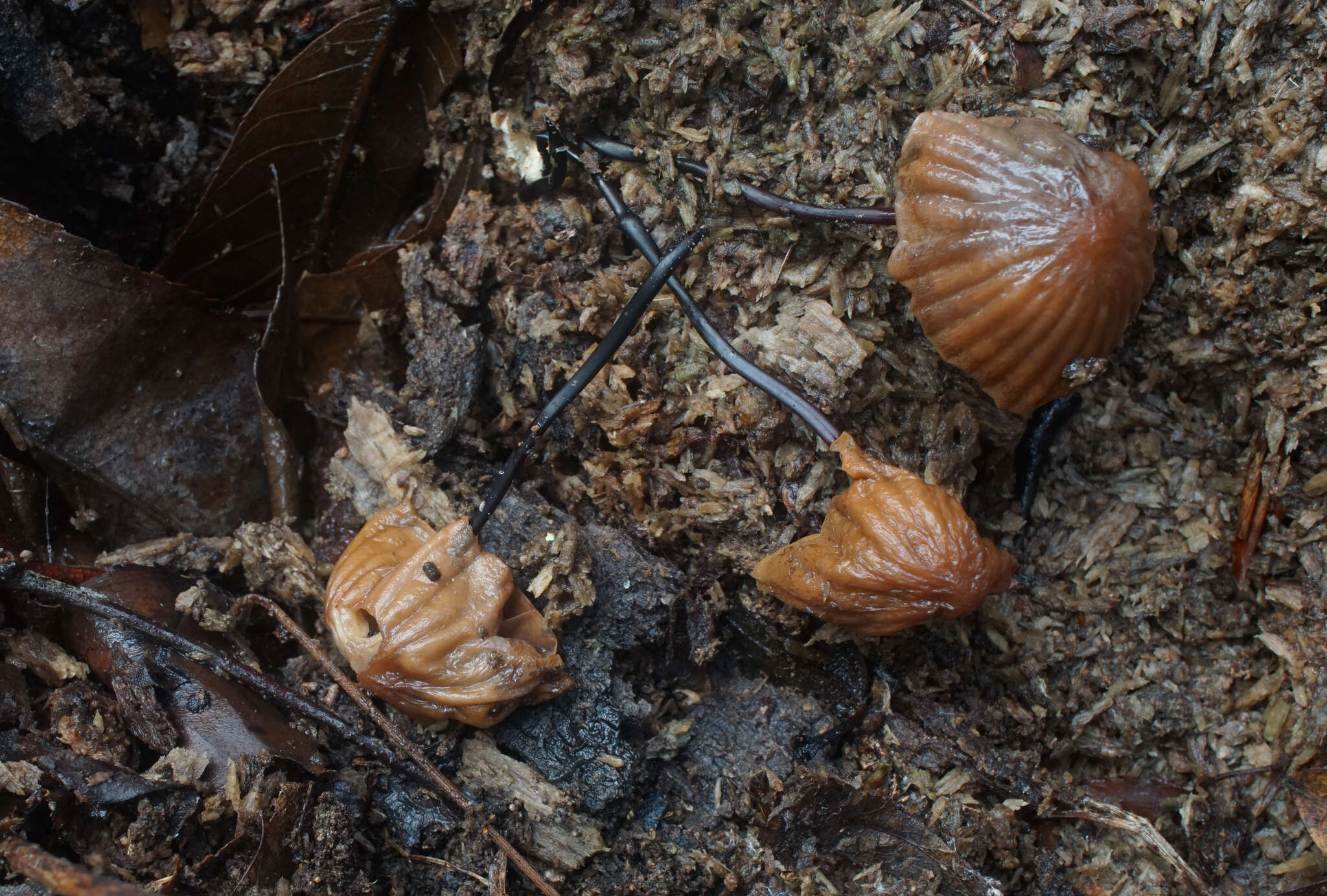 Image of Marasmius fulvoferrugineus Gilliam 1976