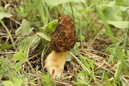 Image of Morchella vulgaris