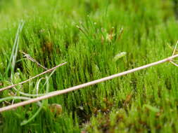 Image of campylopus moss