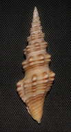 Image of Compsodrillia bicarinata (Shasky 1961)