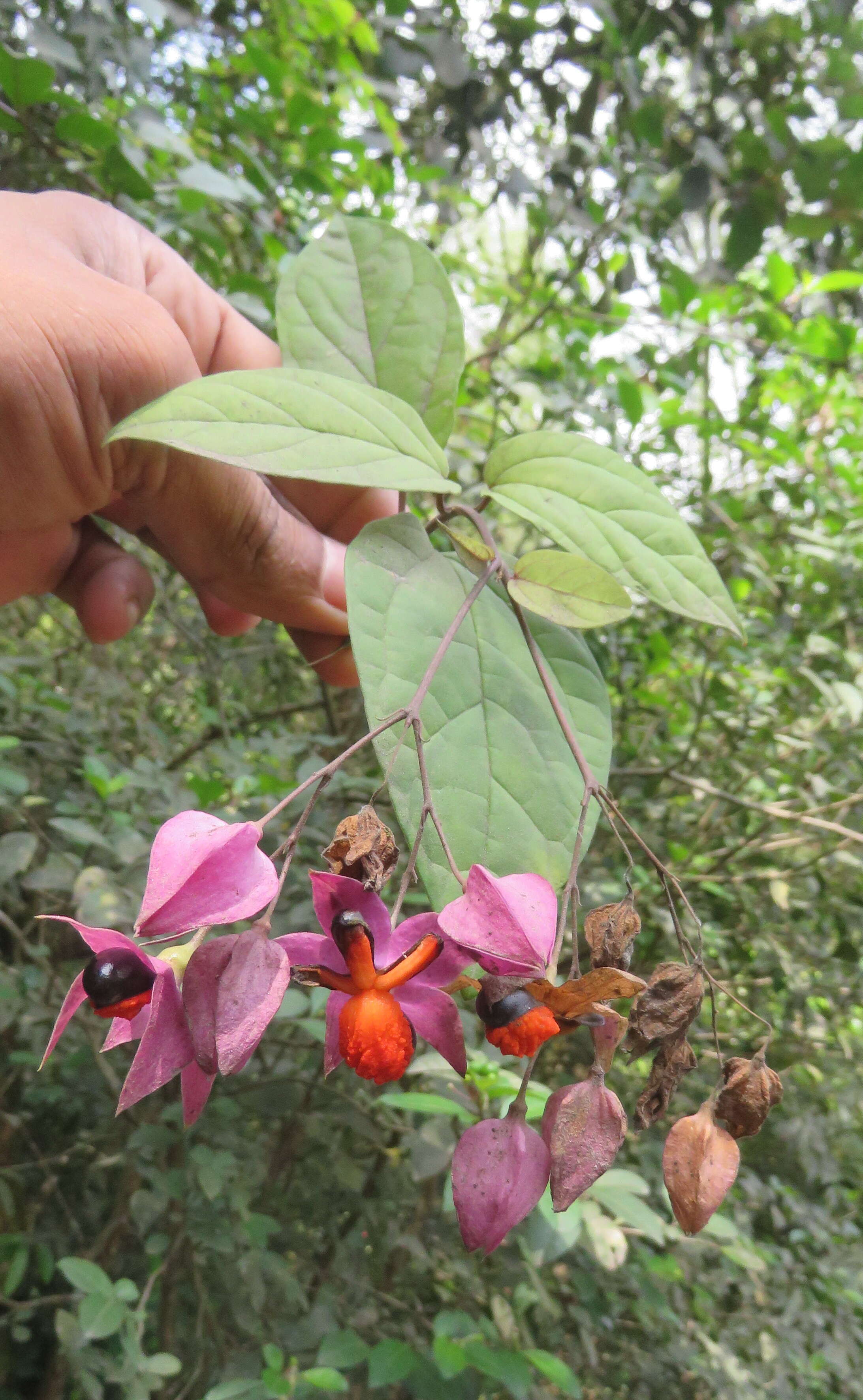 Слика од Clerodendrum thomsoniae Balf. fil.