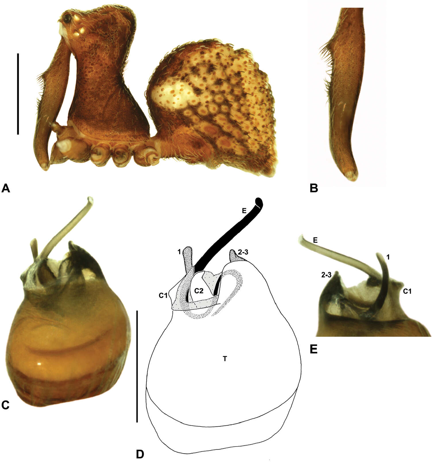 Image of Zephyrarchaea marki Rix & Harvey 2012