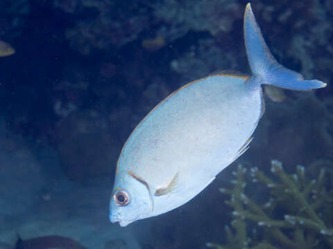 Image of Forktail rabbitfish