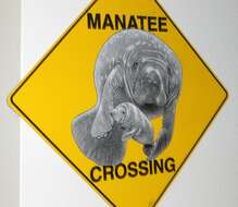 Image of manatees