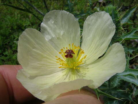 Image of pale Mexican pricklypoppy