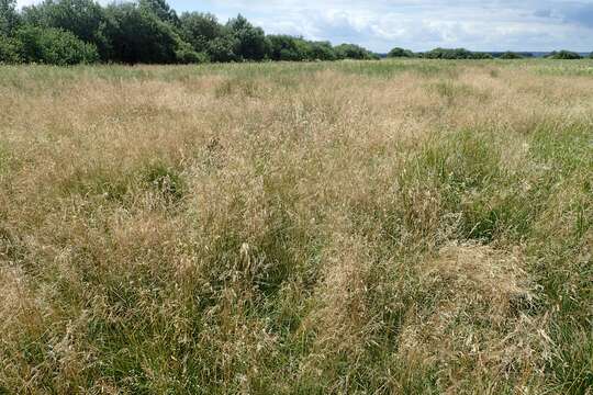 Image of Tufted Hair-grass