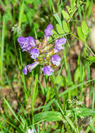 Image of large-flowered selfheal