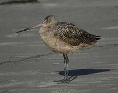 Image of Marbled Godwit