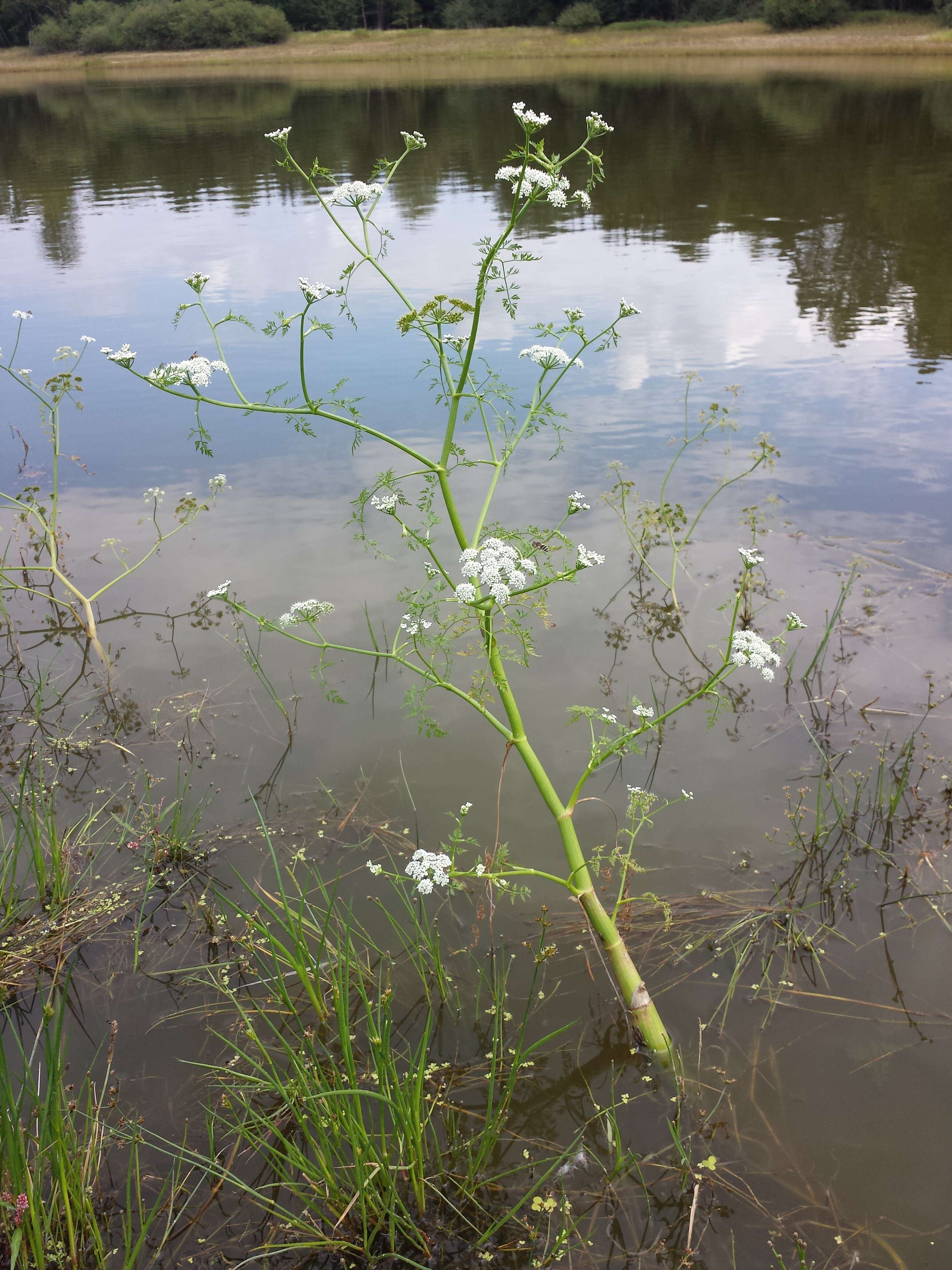 Imagem de Oenanthe aquatica (L.) Poir.