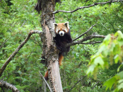 Image of Red panda