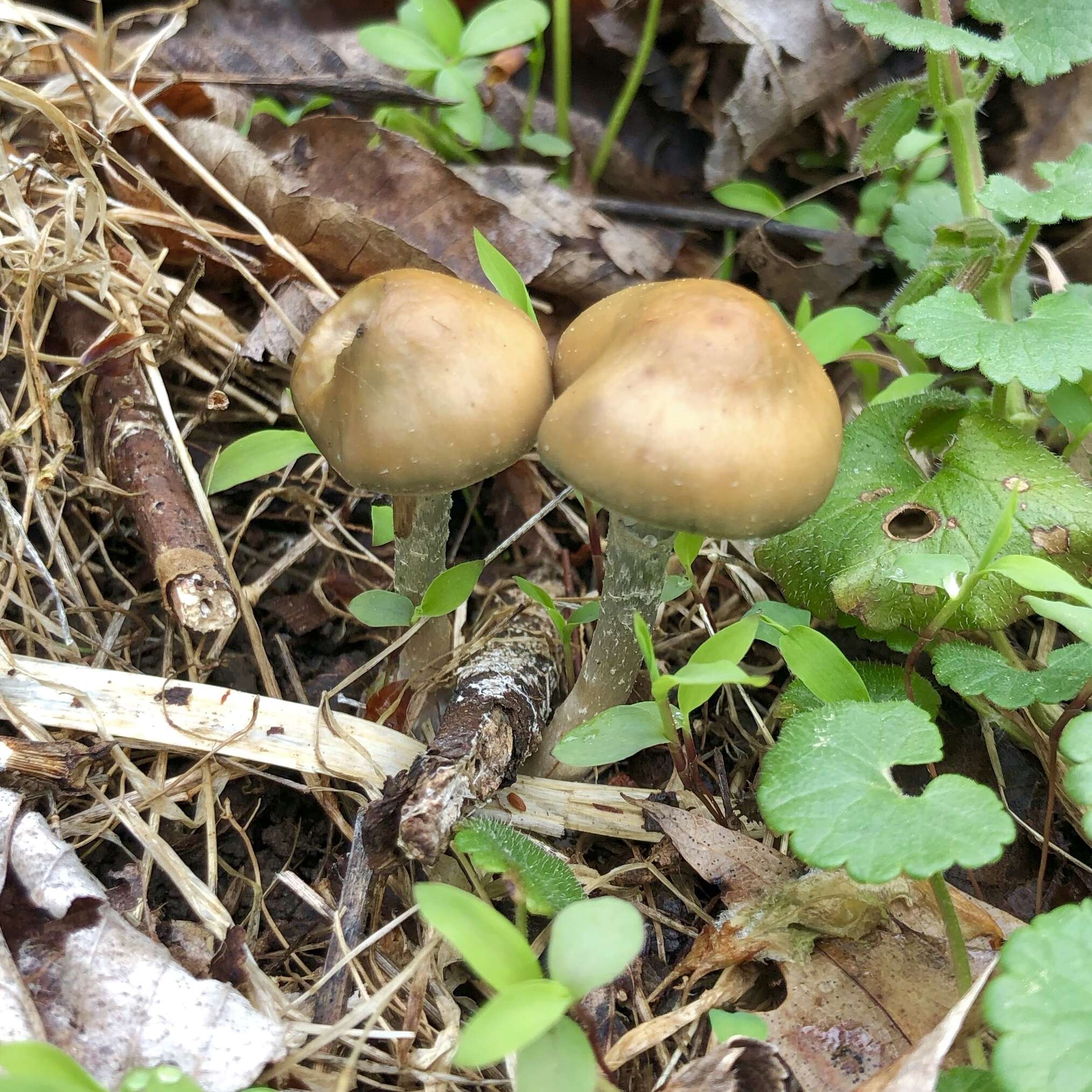 Image of Psilocybe ovoideocystidiata Guzmán & Gaines 2007