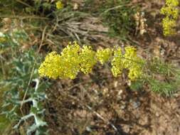 Image of Lady's Bedstraw