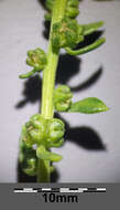 Image of sea beet