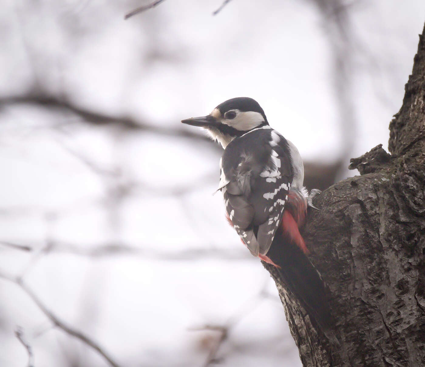 Image of Great Spotted Woodpecker