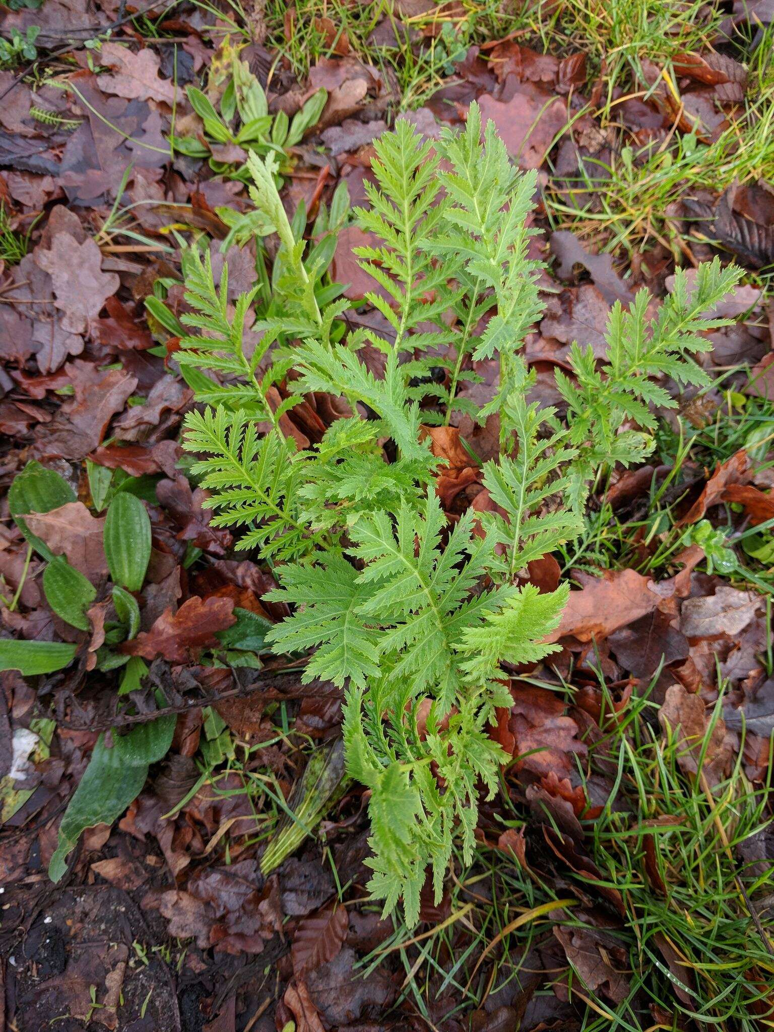 Image of common tansy