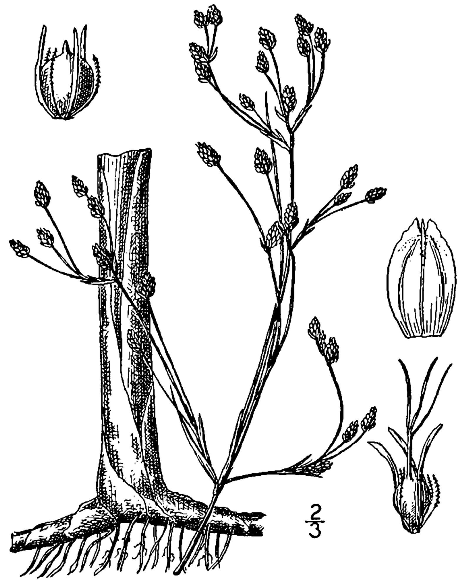 Schoenoplectus heterochaetus (Chase) Soják的圖片