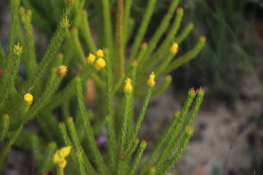 Image of Leucadendron olens I. Williams