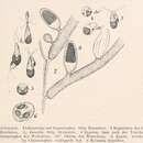 صورة Pseudobryopsis Berthold 1904