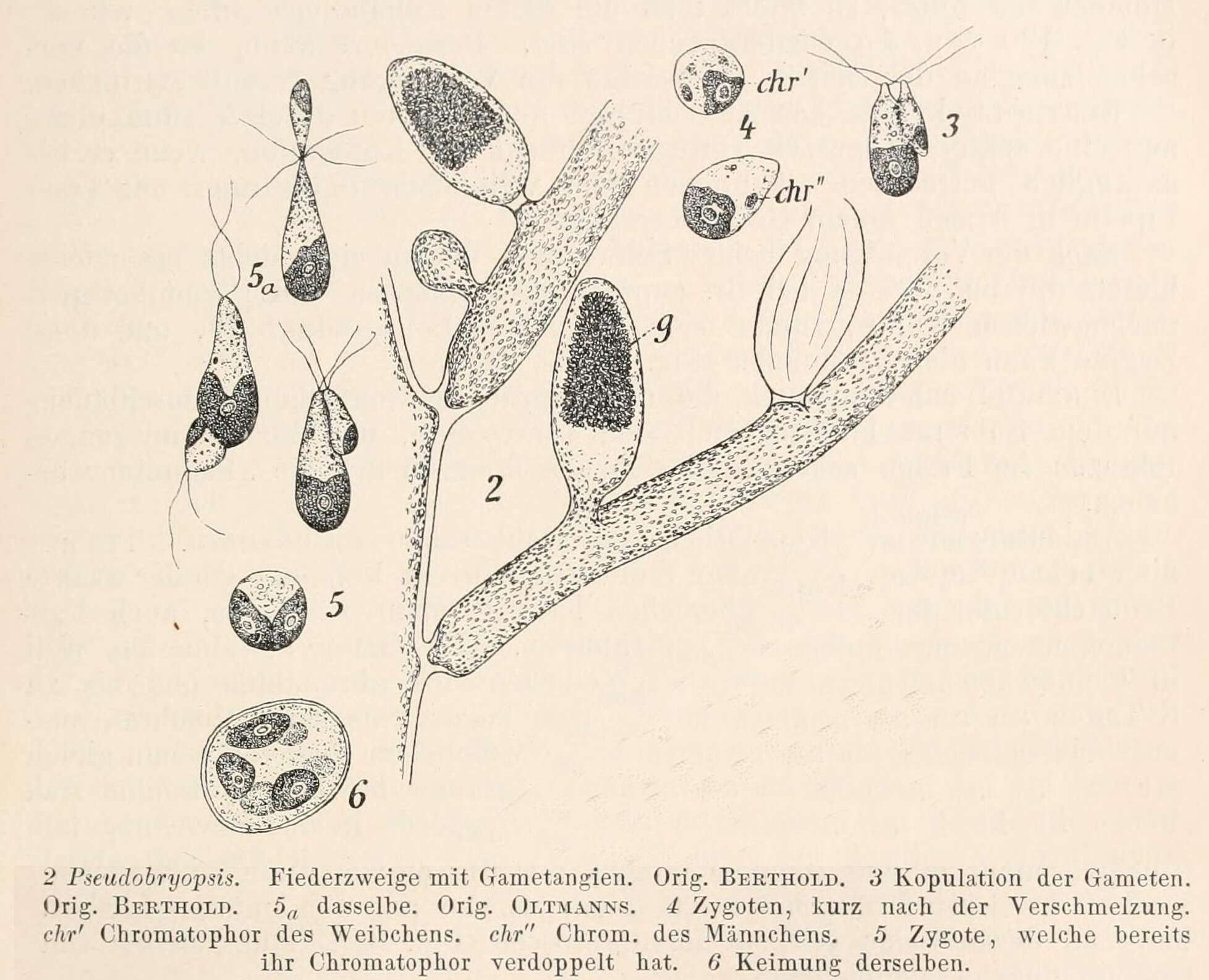 Image of Pseudobryopsis Berthold 1904