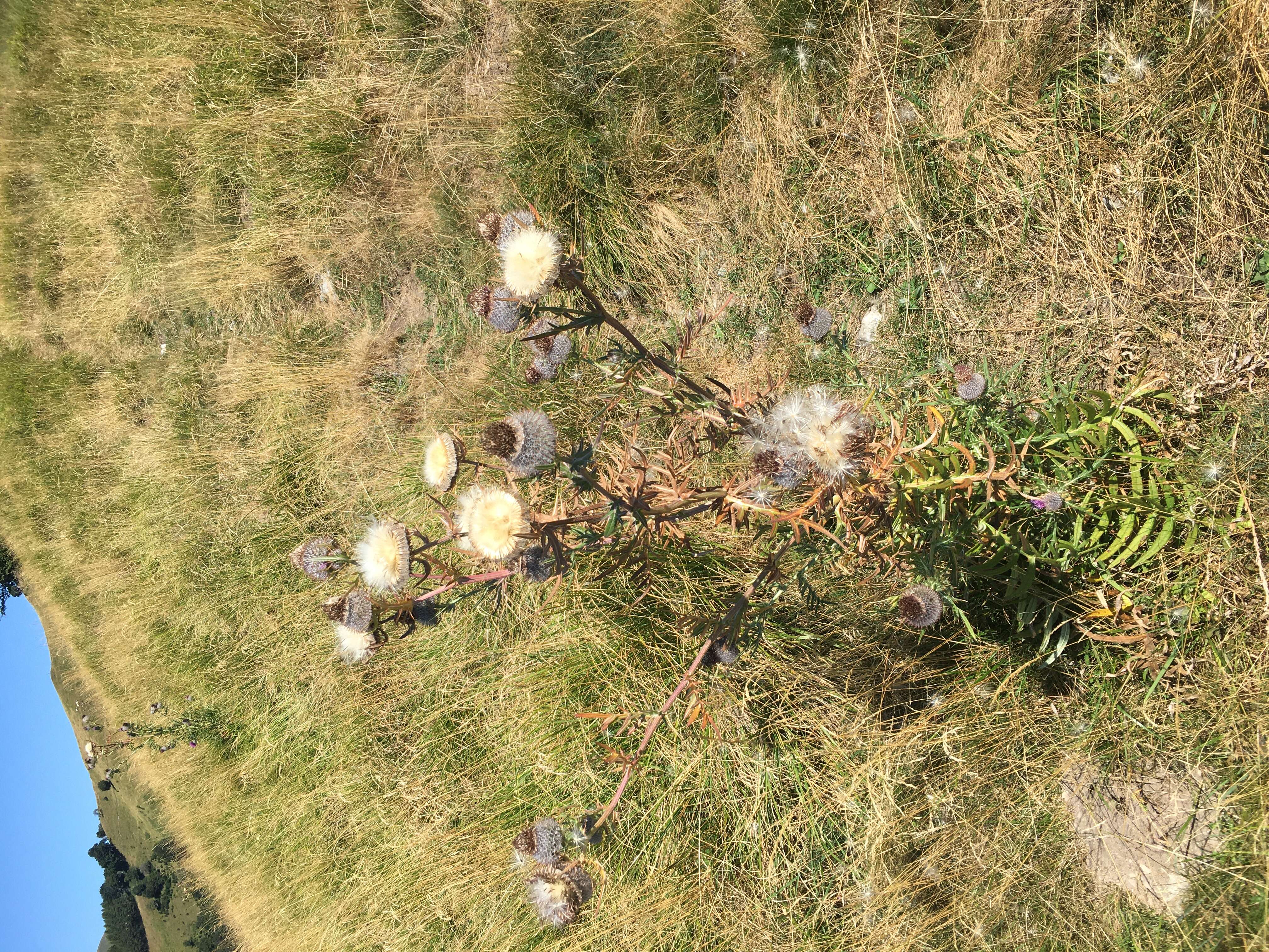 Image of woolly thistle