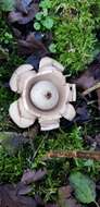 Image of Collared Earthstar