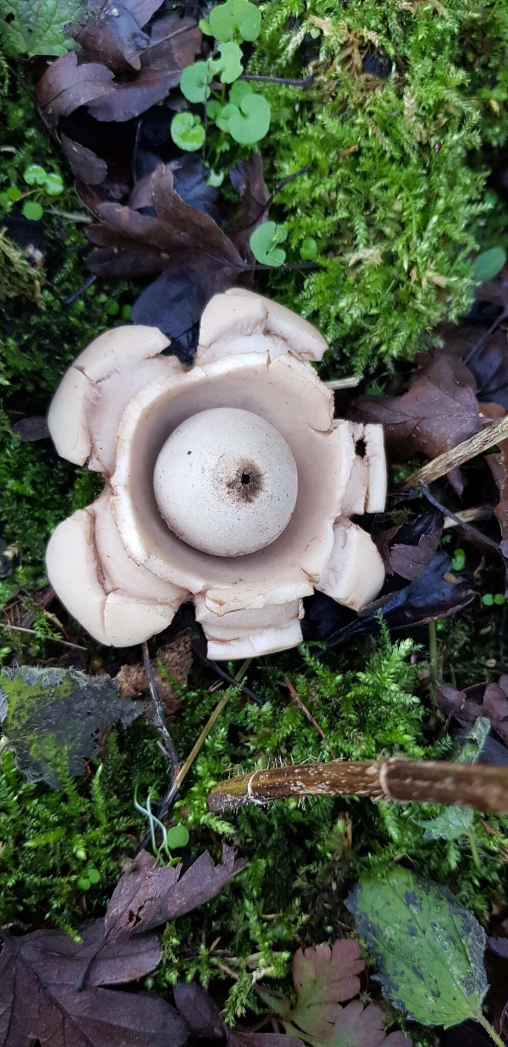 Image of Collared Earthstar