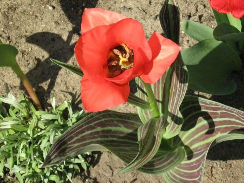 Image of Tulipa greigii Regel