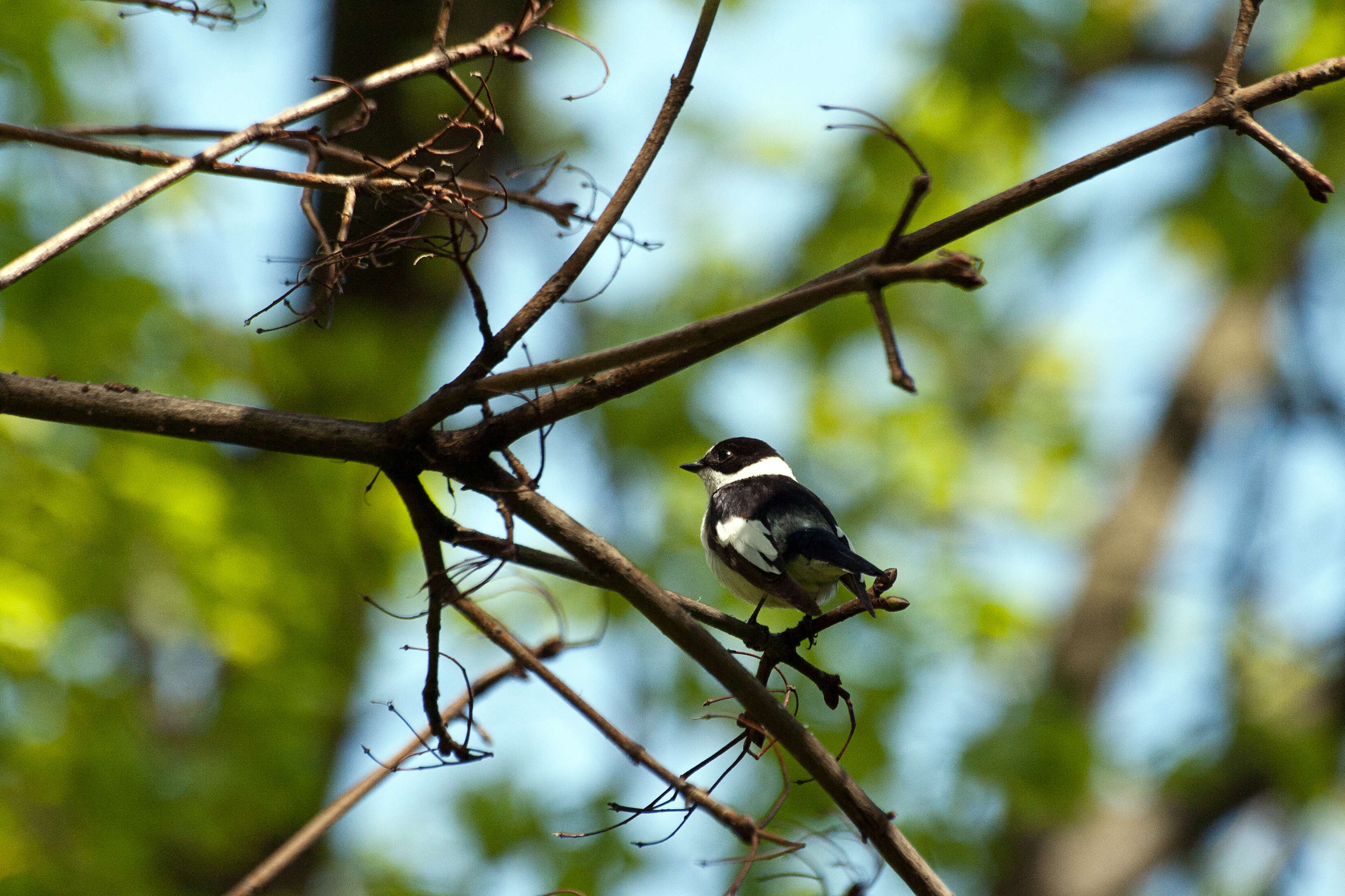 Image of Collared Flycatcher