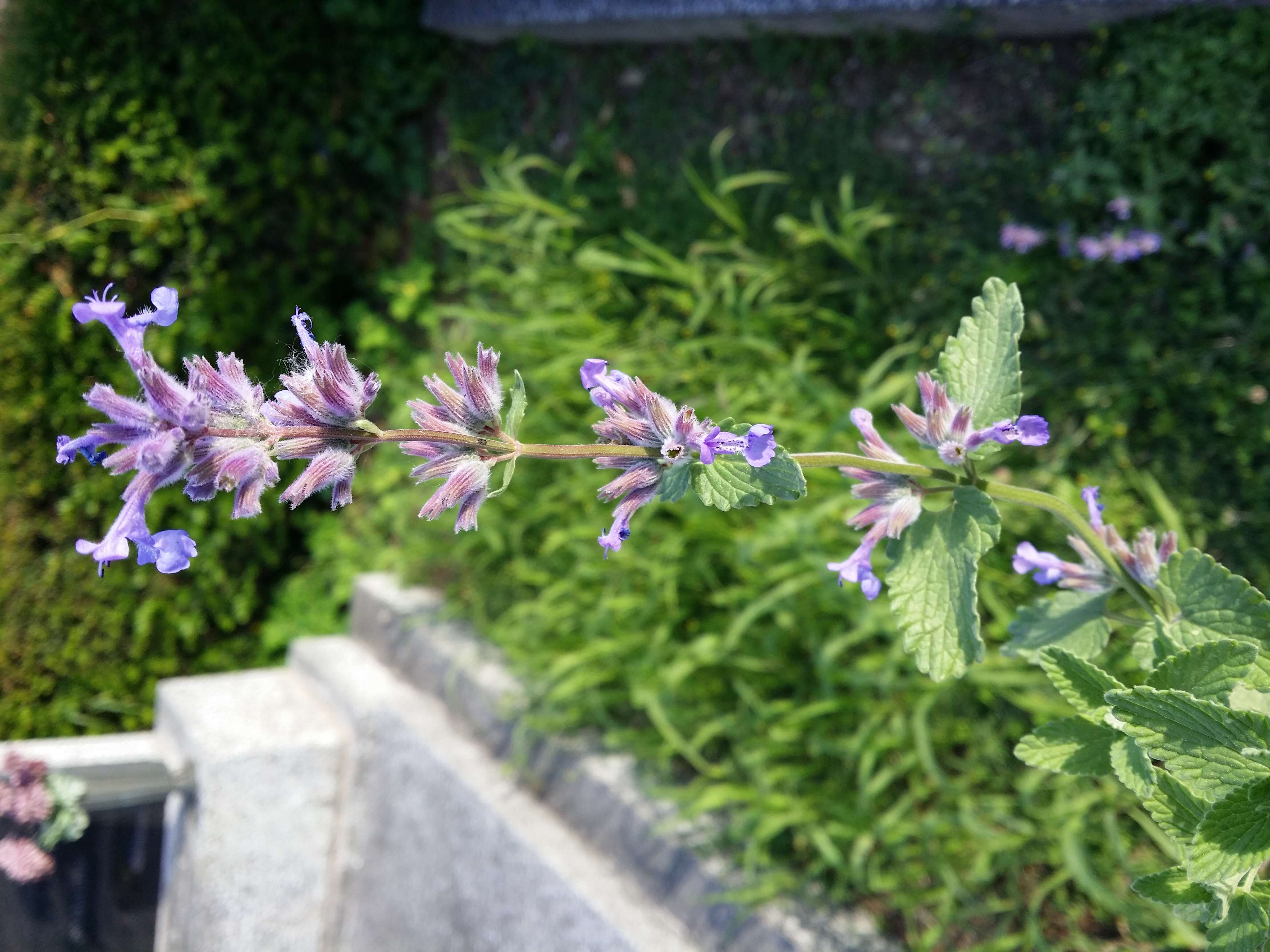 Image of raceme catnip