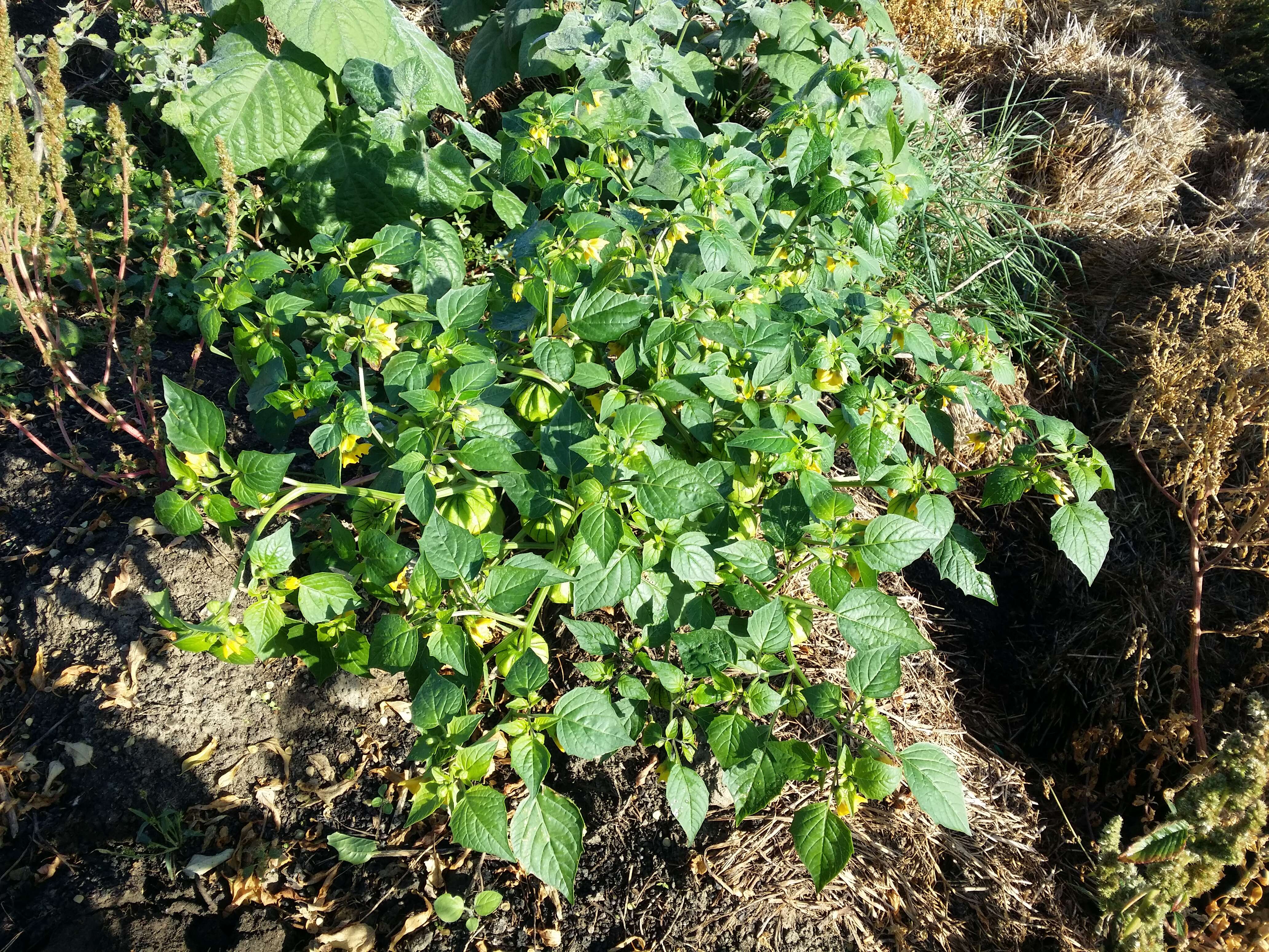 Physalis philadelphica Lam. resmi