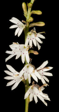 Image of Goodenia helmsii (E. Pritz.) R. Carolin