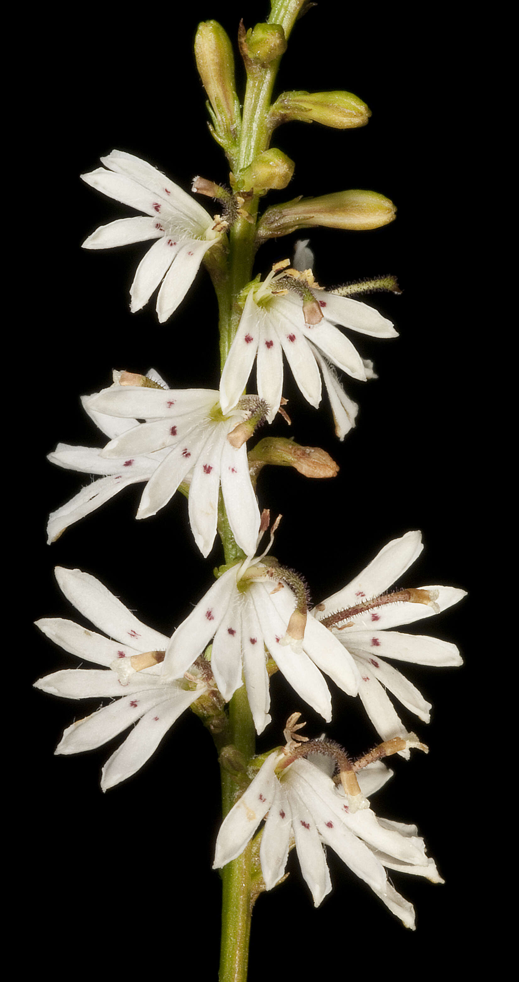 Imagem de Goodenia helmsii (E. Pritz.) R. Carolin