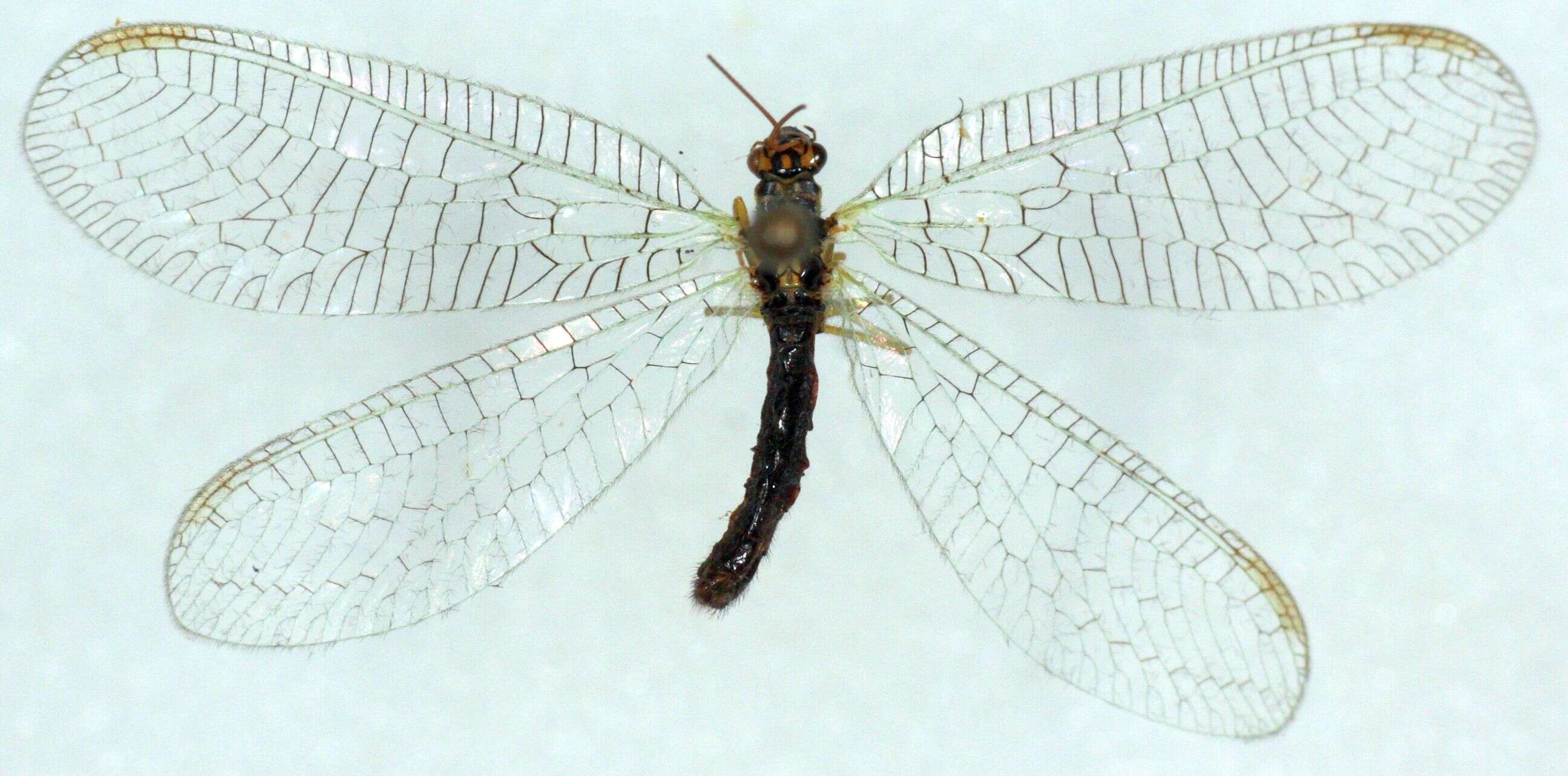 Image of Green lacewing