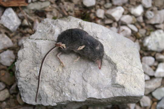 Image of Alpine Shrew