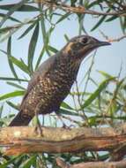 Image of Chestnut-bellied Rock Thrush